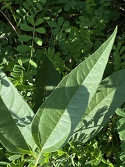 Helianthus pauciflorus