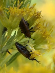Microrhopala vittata