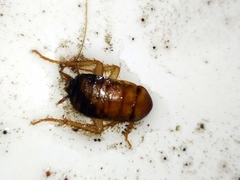 Periplaneta americana