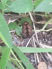 Rhinella alata
