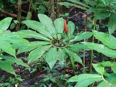 Costus pulverulentus