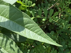 Helianthus pauciflorus
