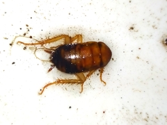 Periplaneta americana
