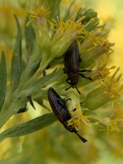 Microrhopala vittata