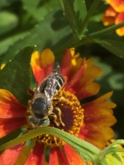 Bembix americana spinolae