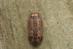 Armadillidae