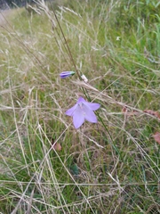 Campanula rotundifolia