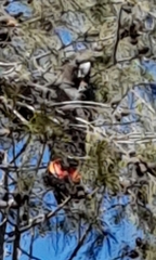 Calyptorhynchus lathami