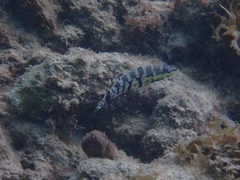 Serranus tigrinus
