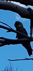 Calyptorhynchus lathami