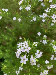 Coleonema pulchellum