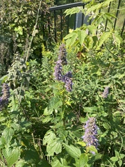 Agastache scrophulariifolia