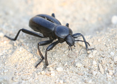 Eleodes grandicollis