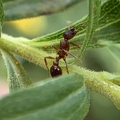 Myrmica