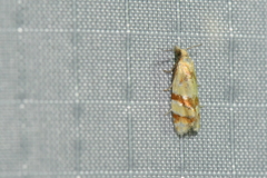 Phtheochroa