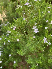 Coleonema pulchellum