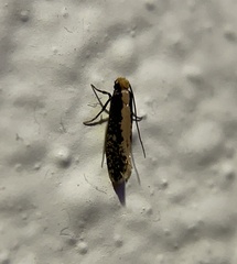 Monopis crocicapitella