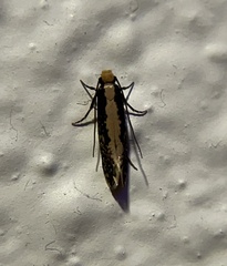Monopis crocicapitella