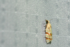 Phtheochroa