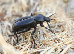 Eleodes grandicollis