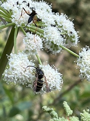 Dolichovespula norvegicoides