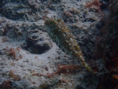 Sphoeroides spengleri