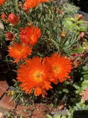 Carpobrotus glaucescens