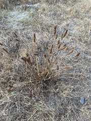 Plantago lanceolata