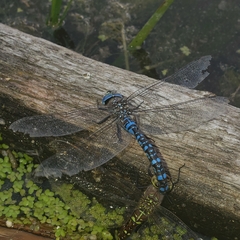 Aeshna palmata