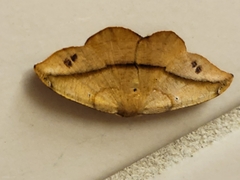 Patalene olyzonaria