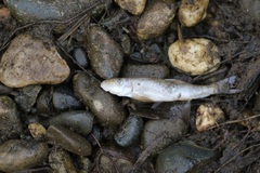 Catostomus occidentalis