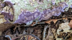 Phlebiopsis crassa