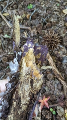 Phlebiopsis crassa