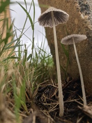 Psathyrellaceae
