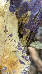 Phlebiopsis crassa