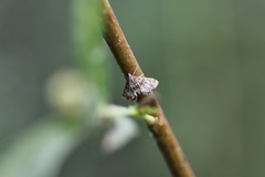 Petrophila confusalis