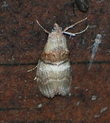 Pococera militella