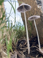 Psathyrellaceae