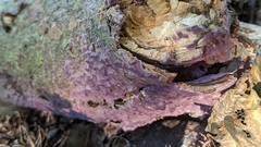 Phlebiopsis crassa