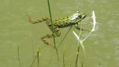 Pelophylax
