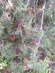 Pinus banksiana
