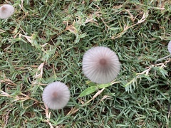 Psathyrellaceae