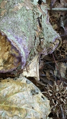 Phlebiopsis crassa