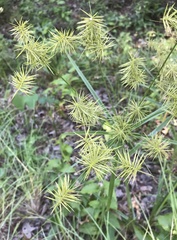 Cyperus croceus