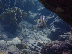 Lactophrys bicaudalis