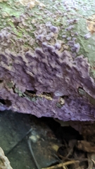 Phlebiopsis crassa