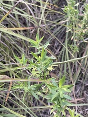 Euthamia gymnospermoides