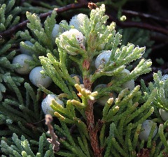 Juniperus horizontalis