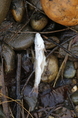 Catostomus occidentalis