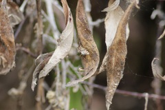 Petrophila confusalis